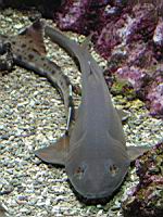 Requin non determine (Brest, Oceanopolis) (3).jpg